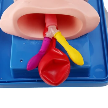 Neonatal Intubação Traqueal Modelo Analógico Duplo De Pulmão E De Estômago Expansão Criança A Intubação Traqueal Modelo De Formação 1