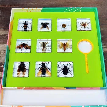 Novo real de insetos amostras de crianças do ensino popular de ciência cognitiva da educação pré-escolar produtos biológicos marinhos animais