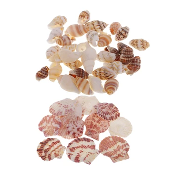 30x Conchas do Mar Misturado Praia de Conchas Naturais Conchas Coloridas Artesanato