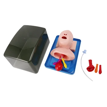 Neonatal Intubação Traqueal Modelo Analógico Duplo De Pulmão E De Estômago Expansão Criança A Intubação Traqueal Modelo De Formação 3